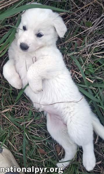Enlarge Josie in LA - Brave & Affectionate!, an adopted Great Pyrenees in Hammond, LA image 3/4