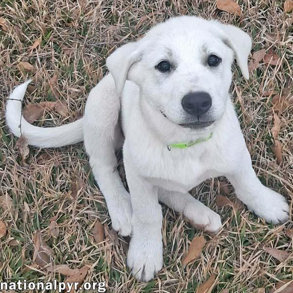 Josie in LA - Brave & Affectionate!, adopted, Puppy Female Great Pyrenees.