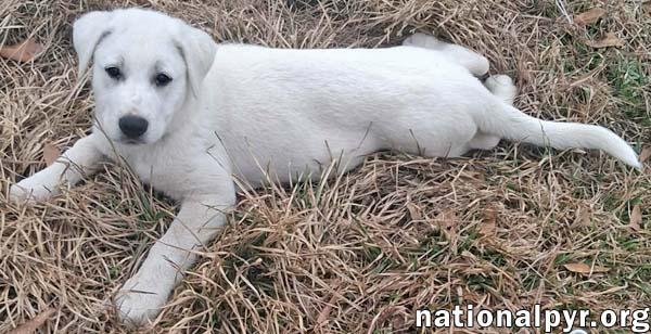 Enlarge Josie in LA - Brave & Affectionate!, an adopted Great Pyrenees in Hammond, LA image 2/4