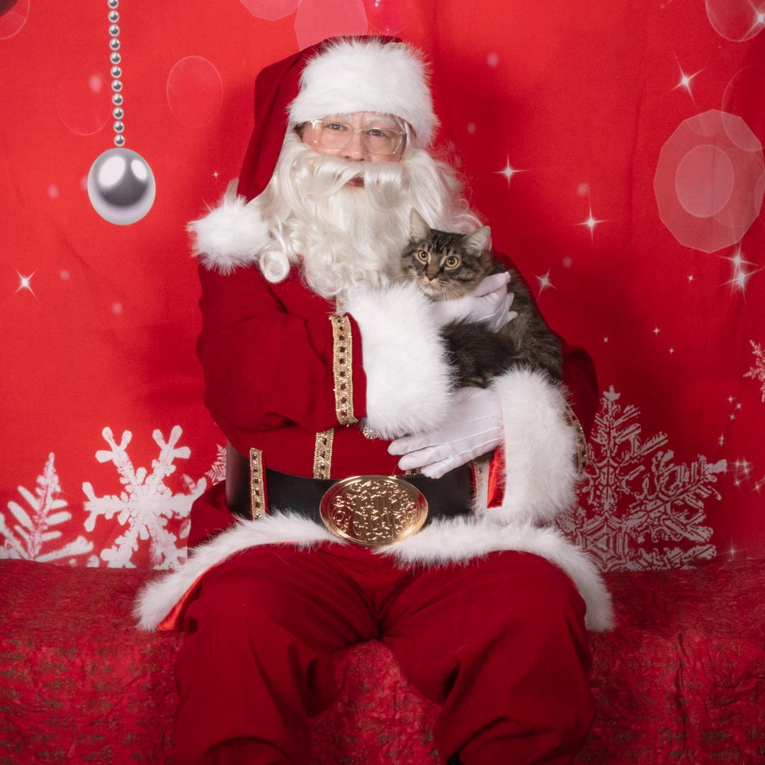 Bugatti, Adoptable, Kitten Female Tabby & Domestic Long Hair.