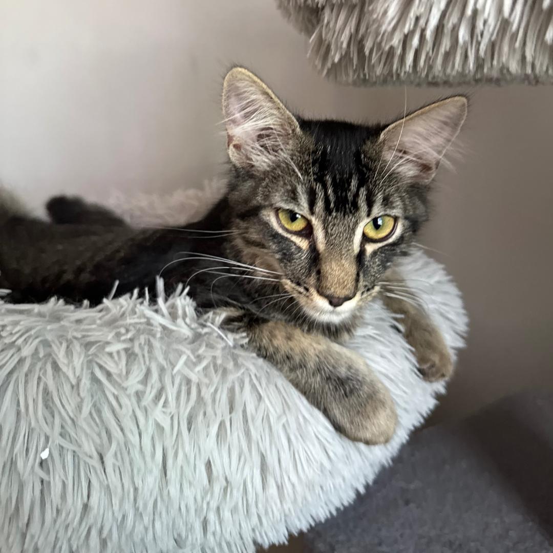 Enlarge Bugatti, a Adoptable mixed breed in Morgan Hill, CA image 5/5