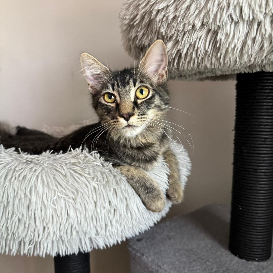 Enlarge Bugatti, a Adoptable mixed breed in Morgan Hill, CA image 3/5