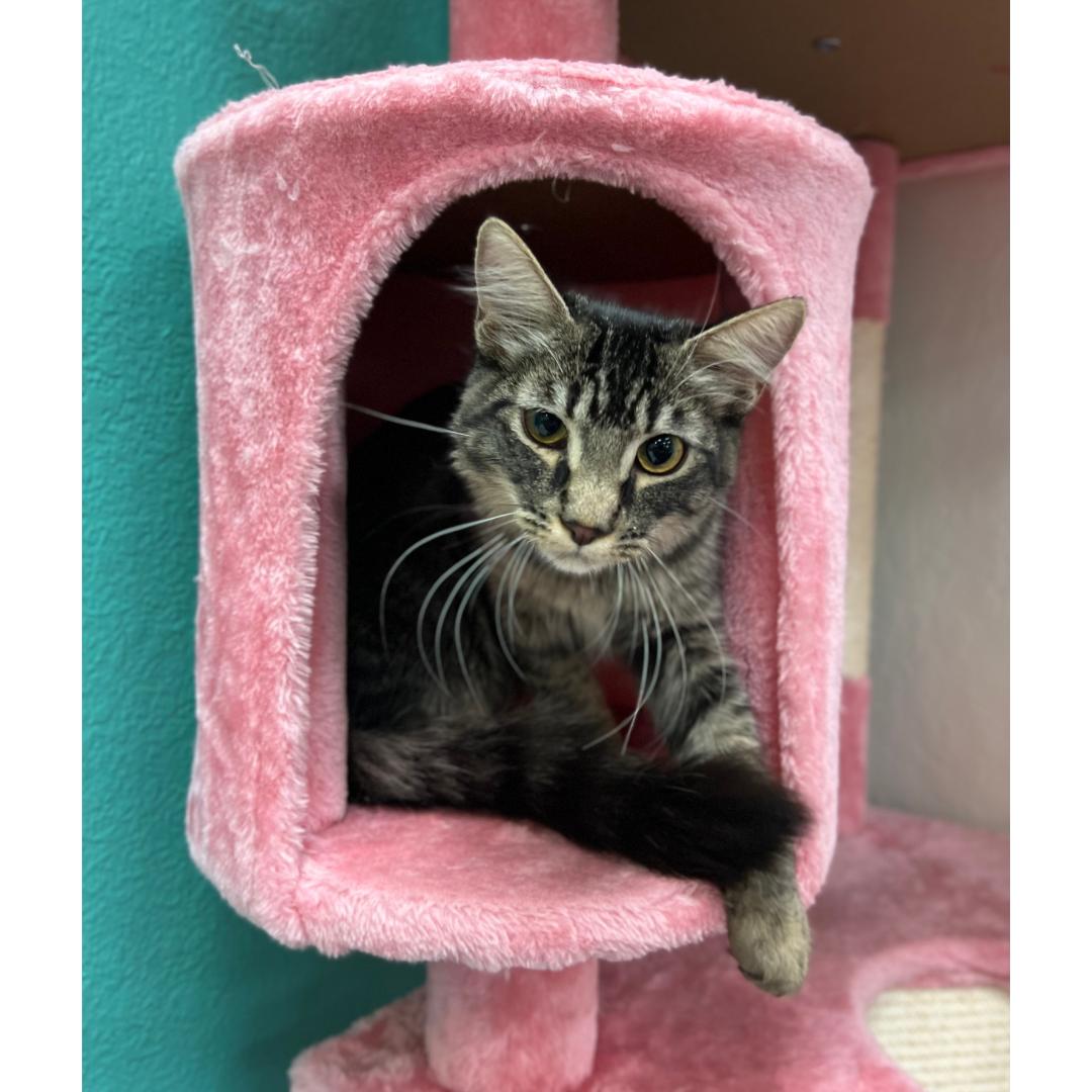 Enlarge Bugatti, a Adoptable mixed breed in Morgan Hill, CA image 4/5