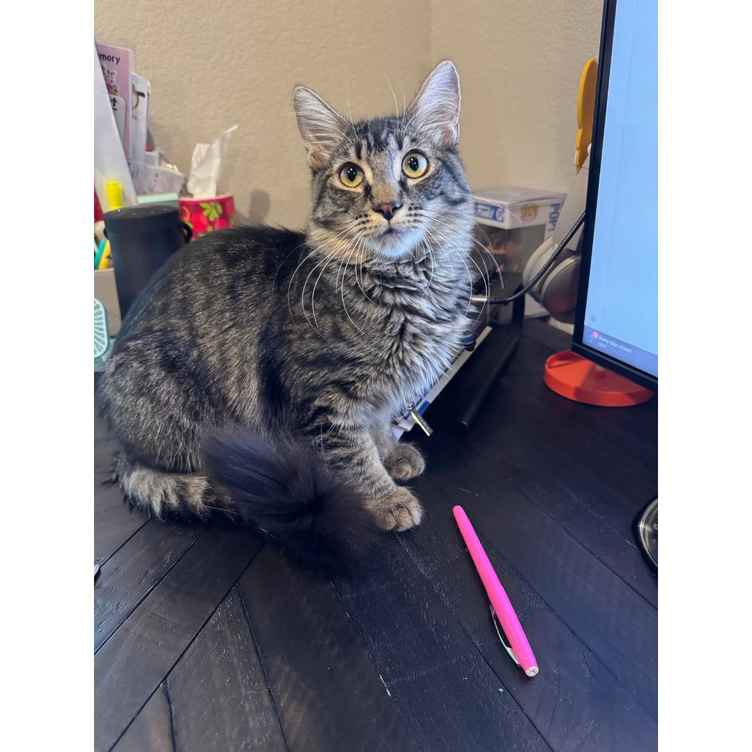 Enlarge Bugatti, a Adoptable mixed breed in Morgan Hill, CA image 1/5