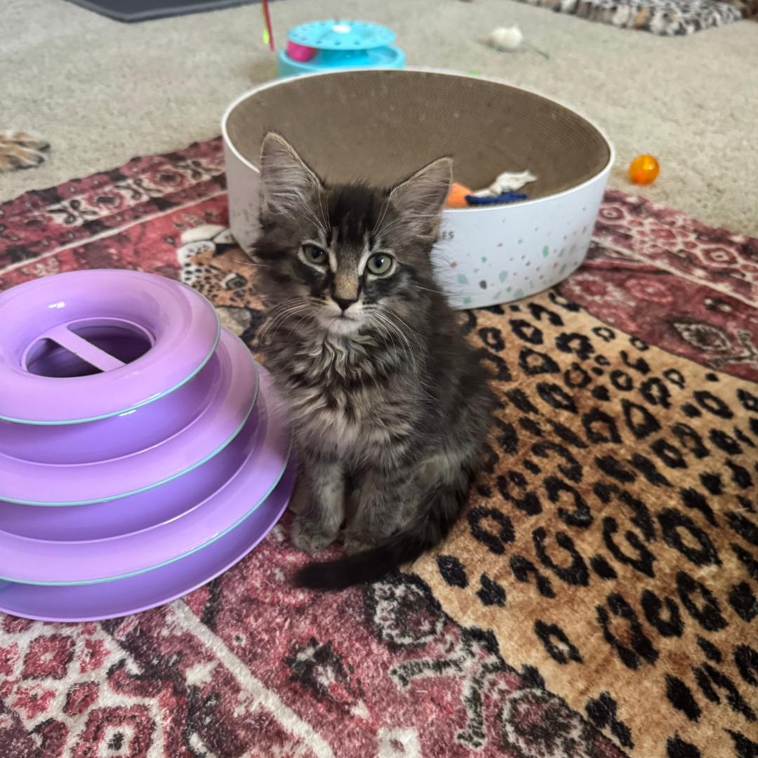 Bugatti, Baby Female Tabby