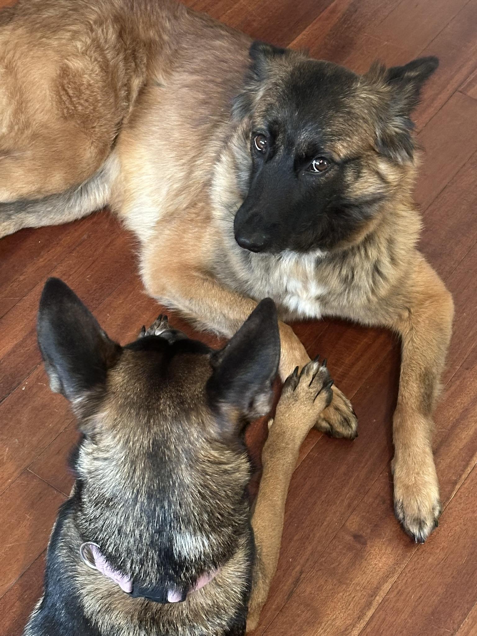 Bella, adopted, Adult Female Shepherd.