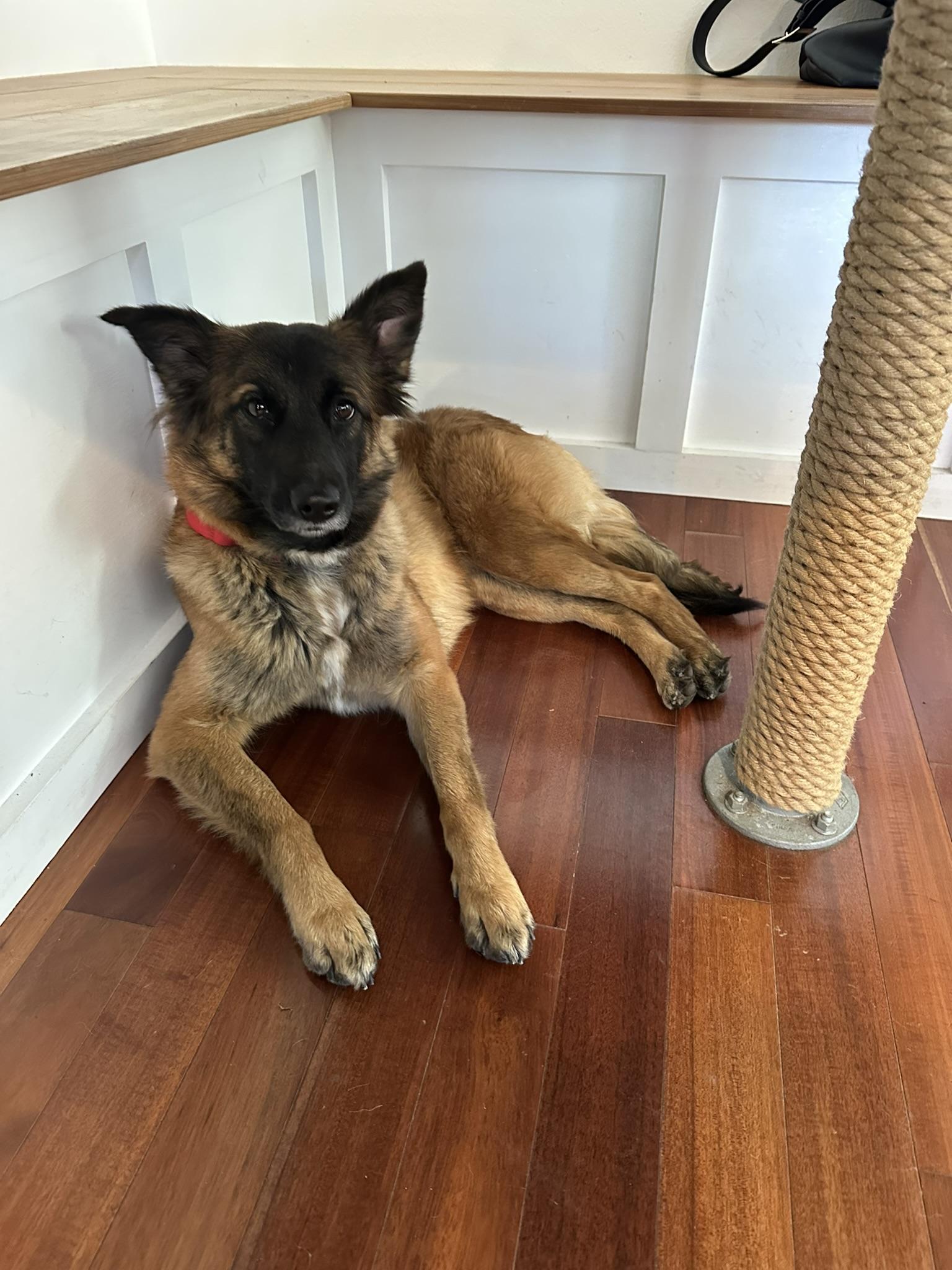 Enlarge Bella, a Adoptable mixed breed in San Diego, CA image 2/3