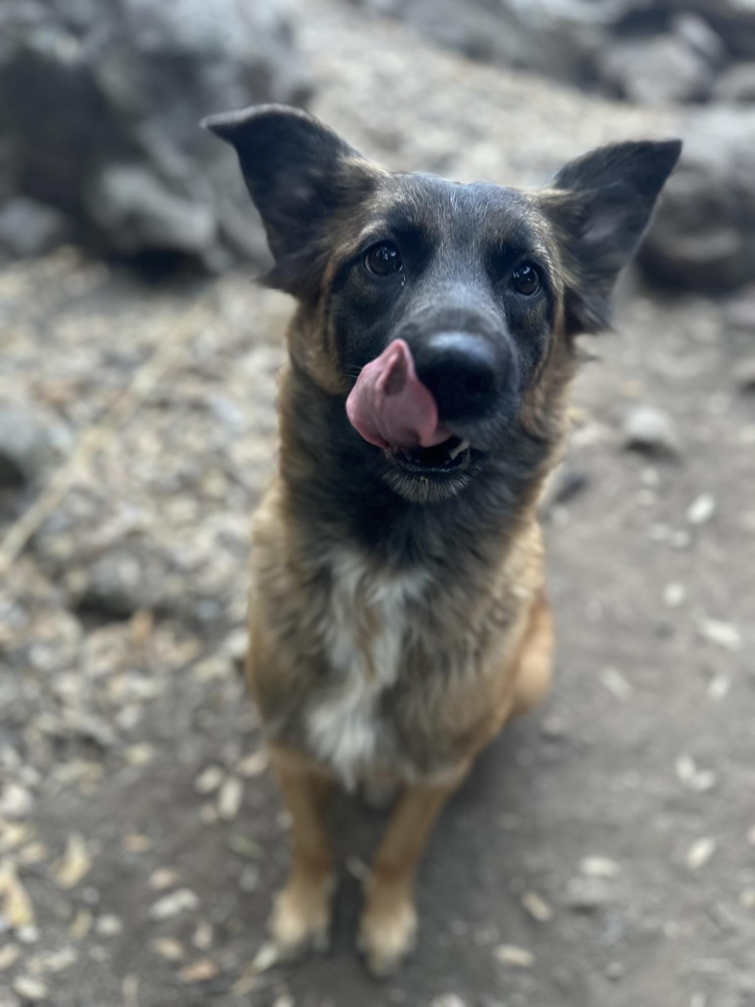 Enlarge Bella, a Adoptable mixed breed in San Diego, CA image 3/3