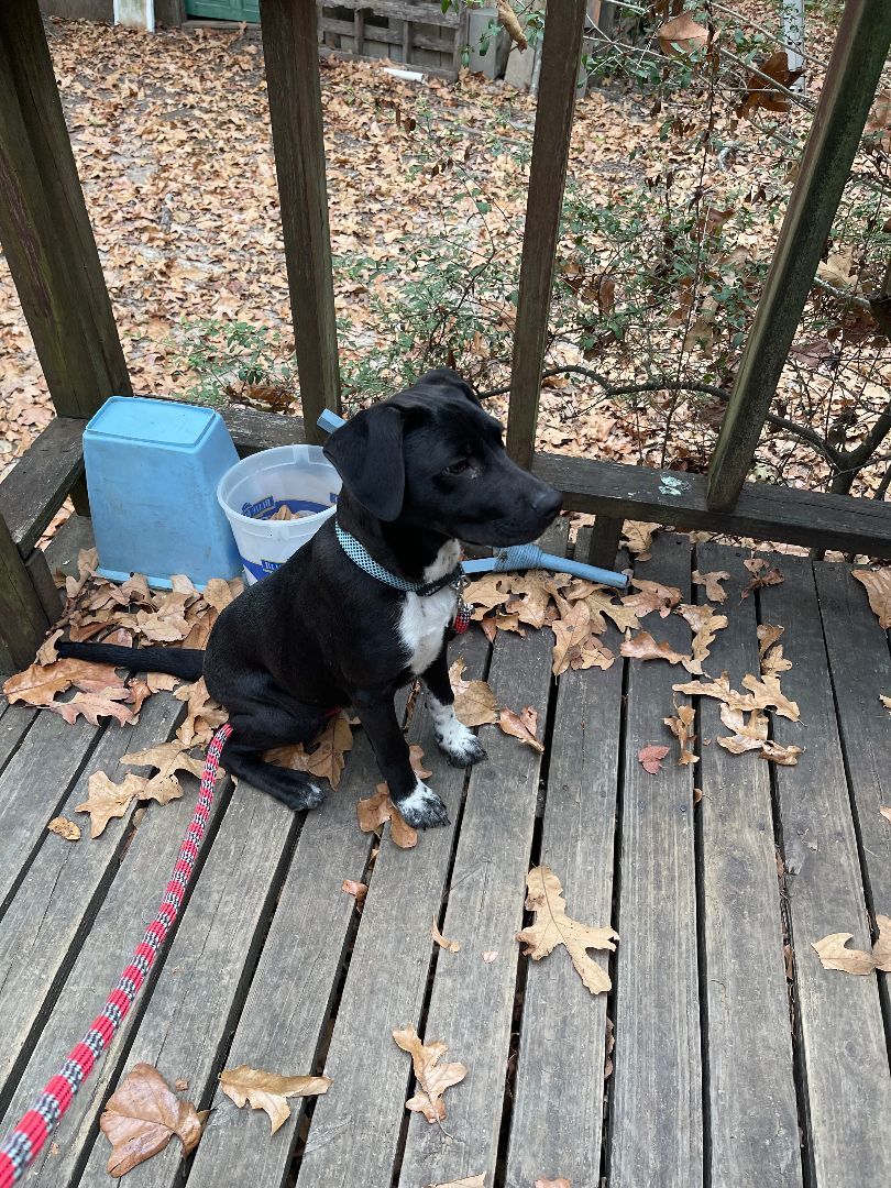 Enlarge Harvey, a Adopted mixed breed in Columbia, LA image 2/3