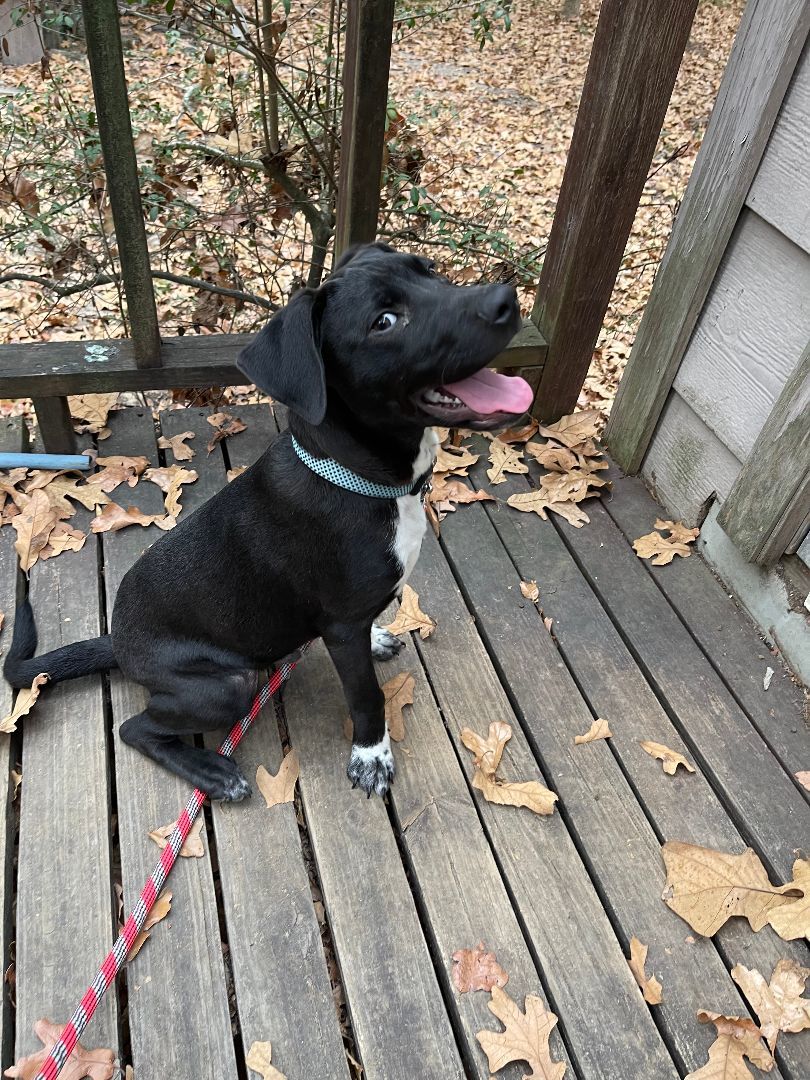 Enlarge Harvey, a Adopted mixed breed in Columbia, LA image 3/3
