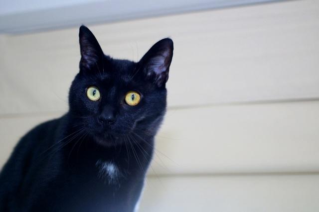 Nico, a Adoptable Domestic Short Hair in Portland, OR image 2/5