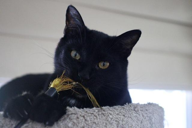 Enlarge Nico, a Adoptable Domestic Short Hair in Portland, OR image 1/5