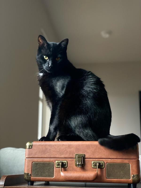 Enlarge Nico, a Adoptable Domestic Short Hair in Portland, OR image 2/5