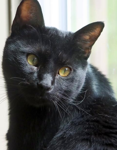 Enlarge Nico, a Adoptable Domestic Short Hair in Portland, OR image 4/5