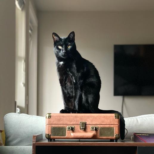 Enlarge Nico, a Adoptable Domestic Short Hair in Portland, OR image 5/5