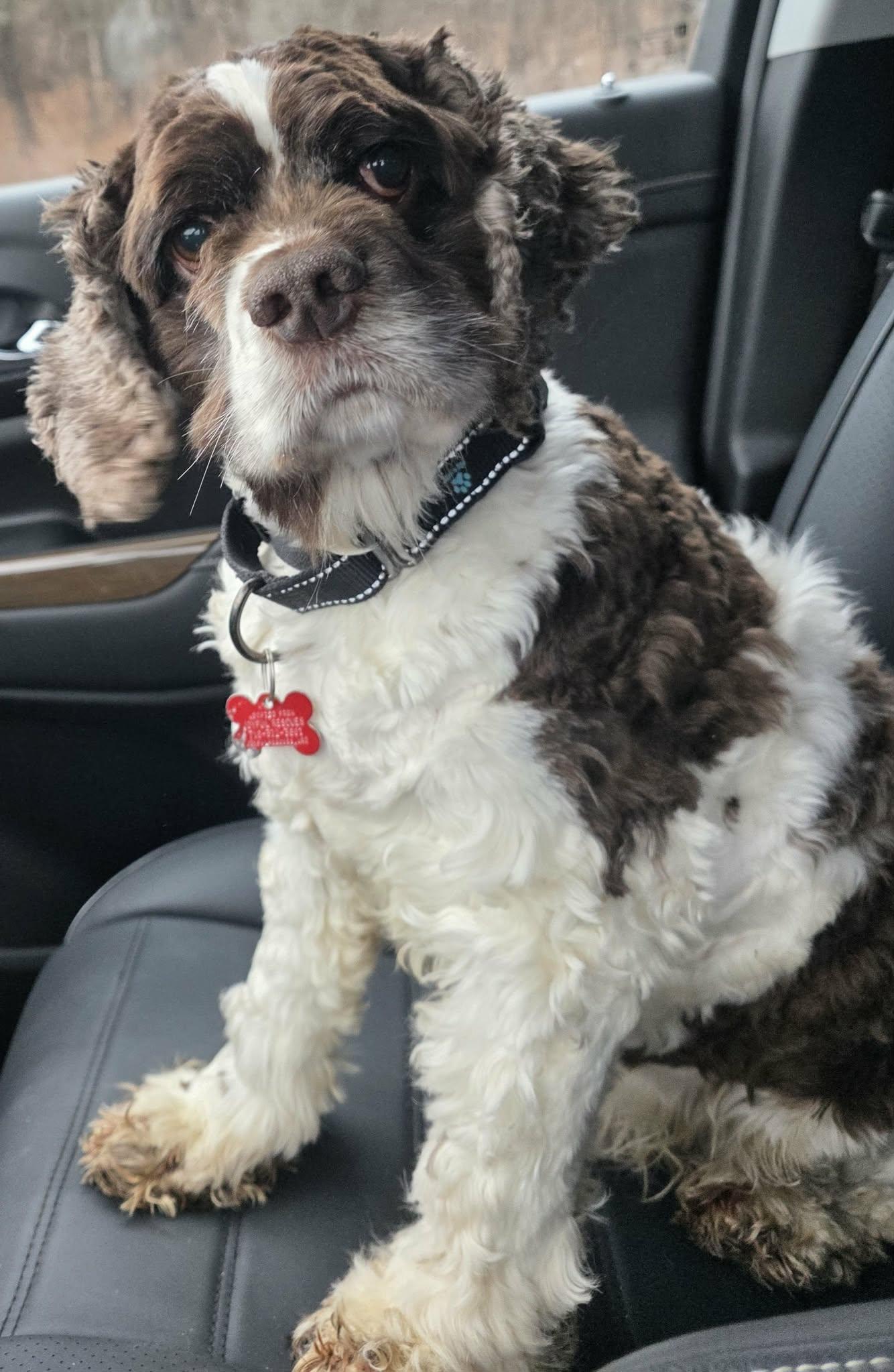 Bandit Wayne, Adoptable, Adult Male Cocker Spaniel.