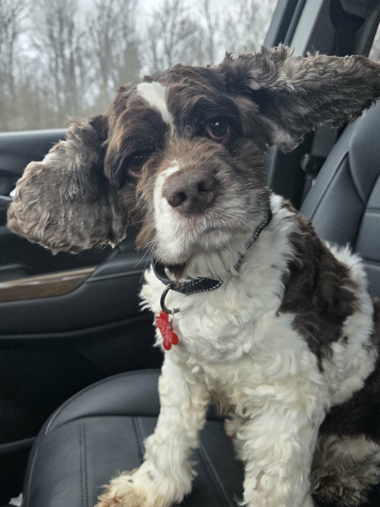 Bandit Wayne, a Adoptable Cocker Spaniel in Cuba, NY image 2/3
