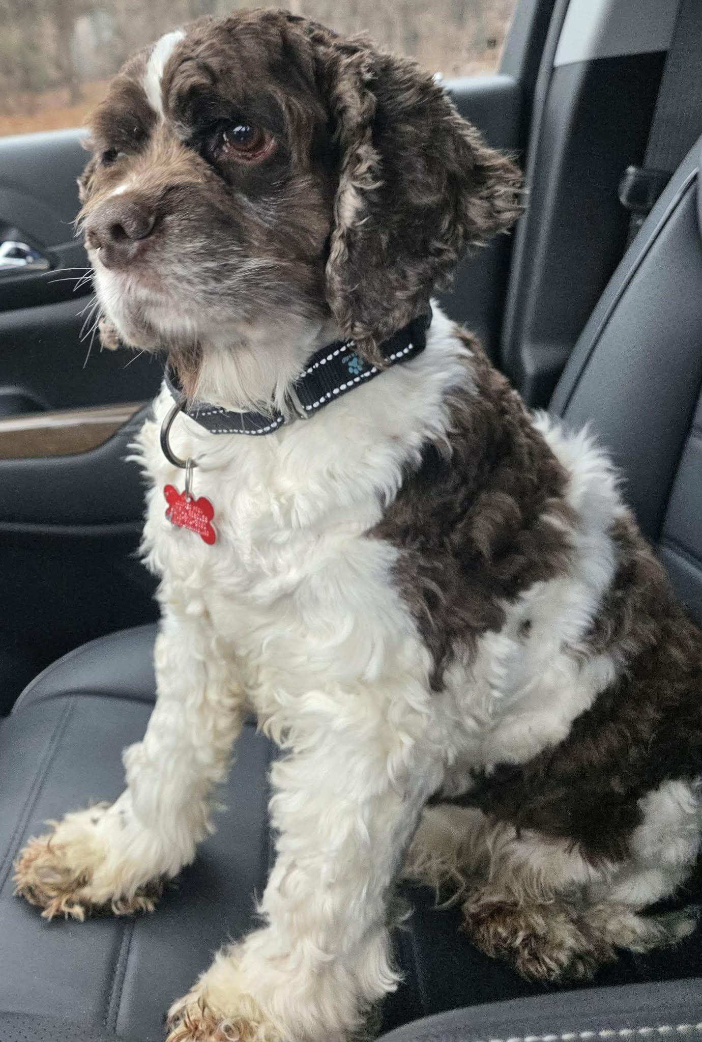 Bandit Wayne, a Adoptable Cocker Spaniel in Cuba, NY image 3/3