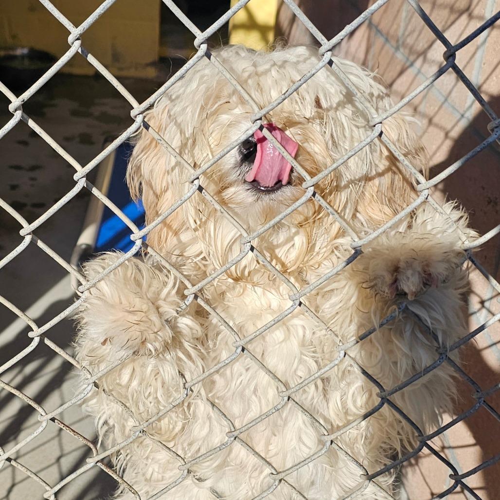 Sbhstray__ thumbnail 2