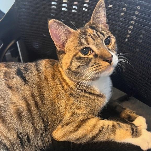 Sparkler, Adoptable, Young Female Domestic Short Hair.