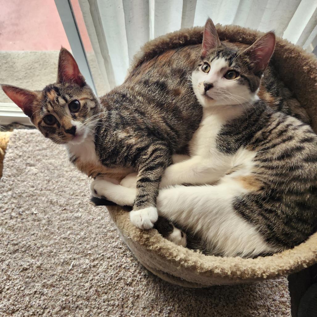 Sparkler, Adoptable, Young Female Domestic Short Hair.