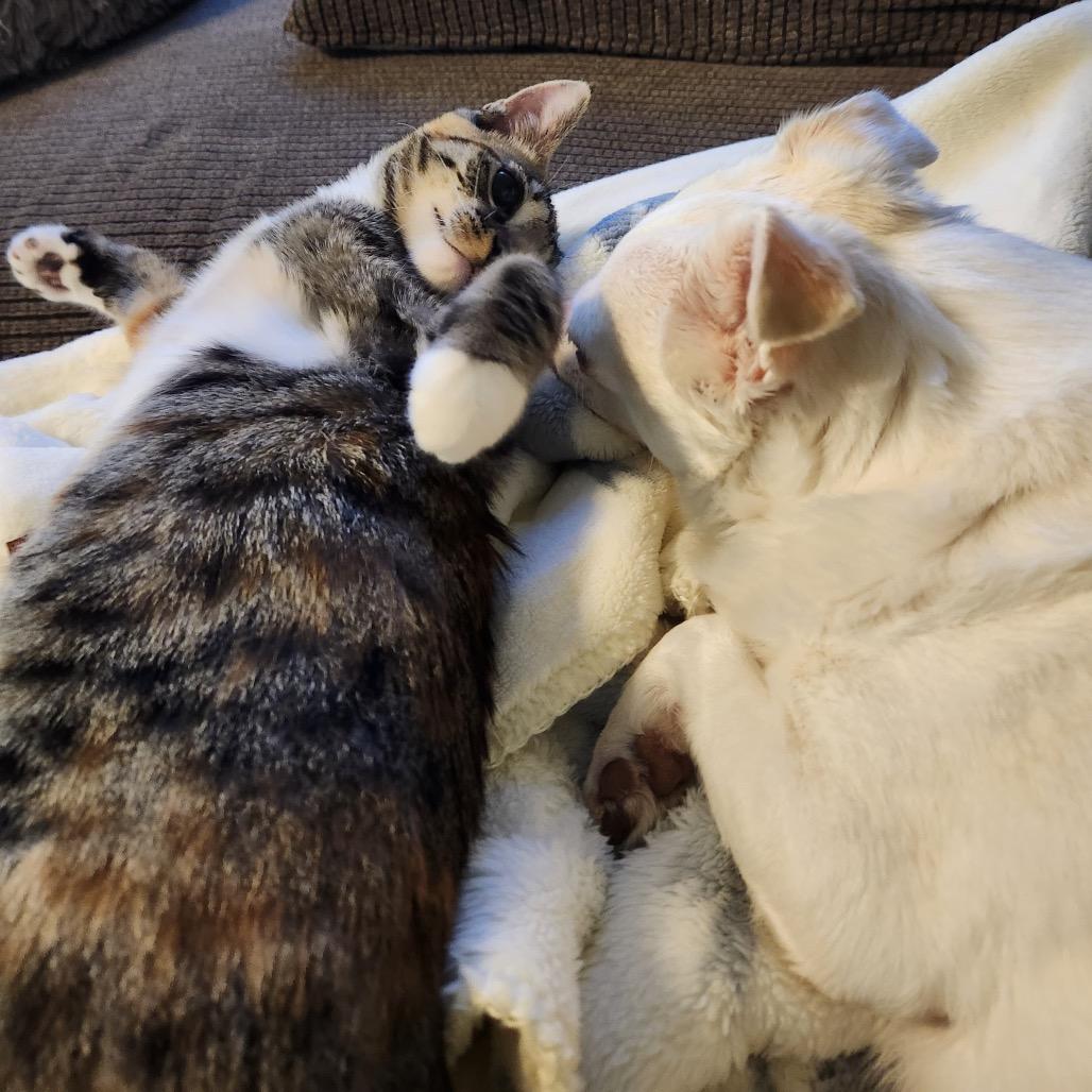 Enlarge Sparkler, a Adoptable Domestic Short Hair in Talent, OR image 2/5