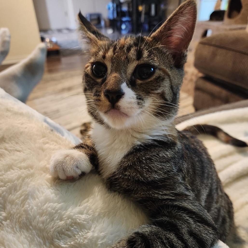 Enlarge Sparkler, a Adoptable Domestic Short Hair in Talent, OR image 3/5