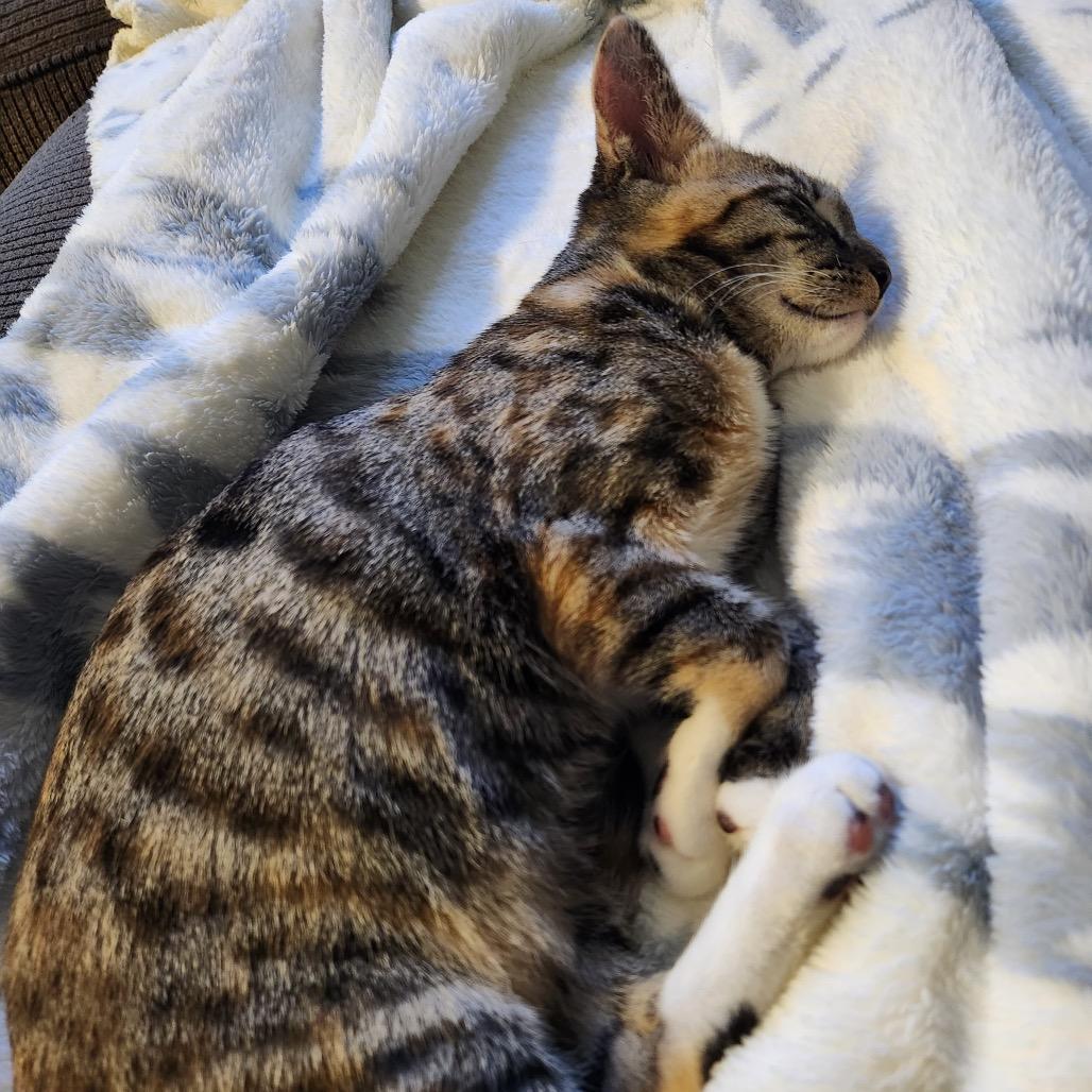 Enlarge Sparkler, a Adoptable Domestic Short Hair in Talent, OR image 4/5