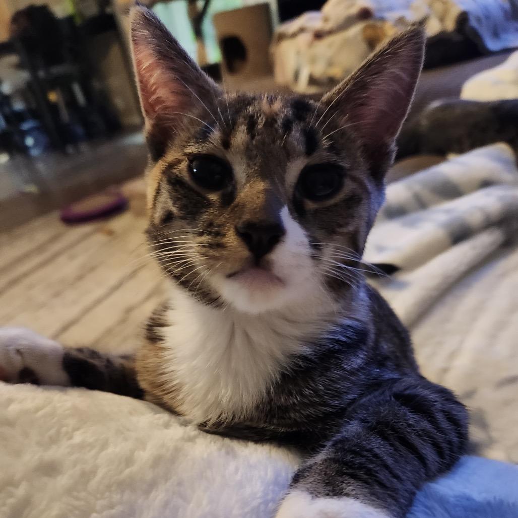 Enlarge Sparkler, a Adoptable Domestic Short Hair in Talent, OR image 5/5