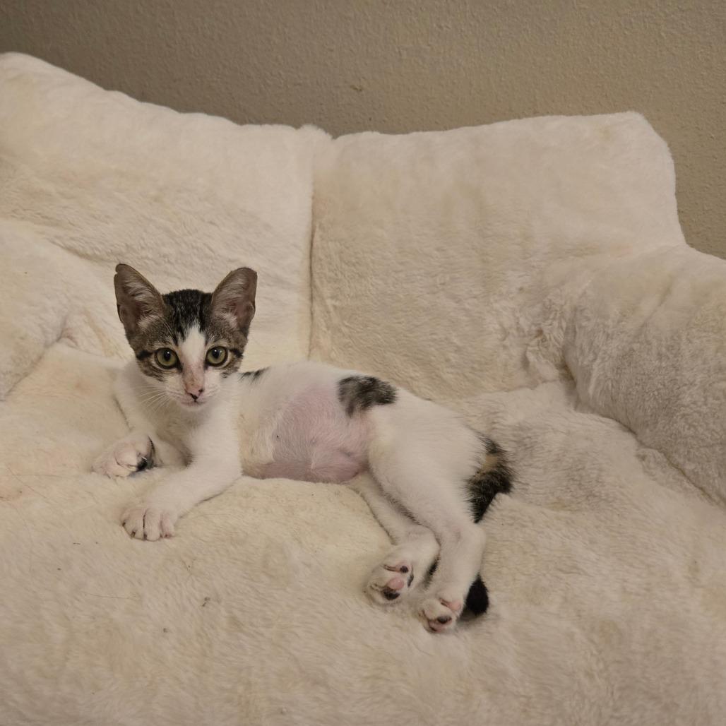 Mitzy, Adoptable, Young Female Domestic Short Hair.