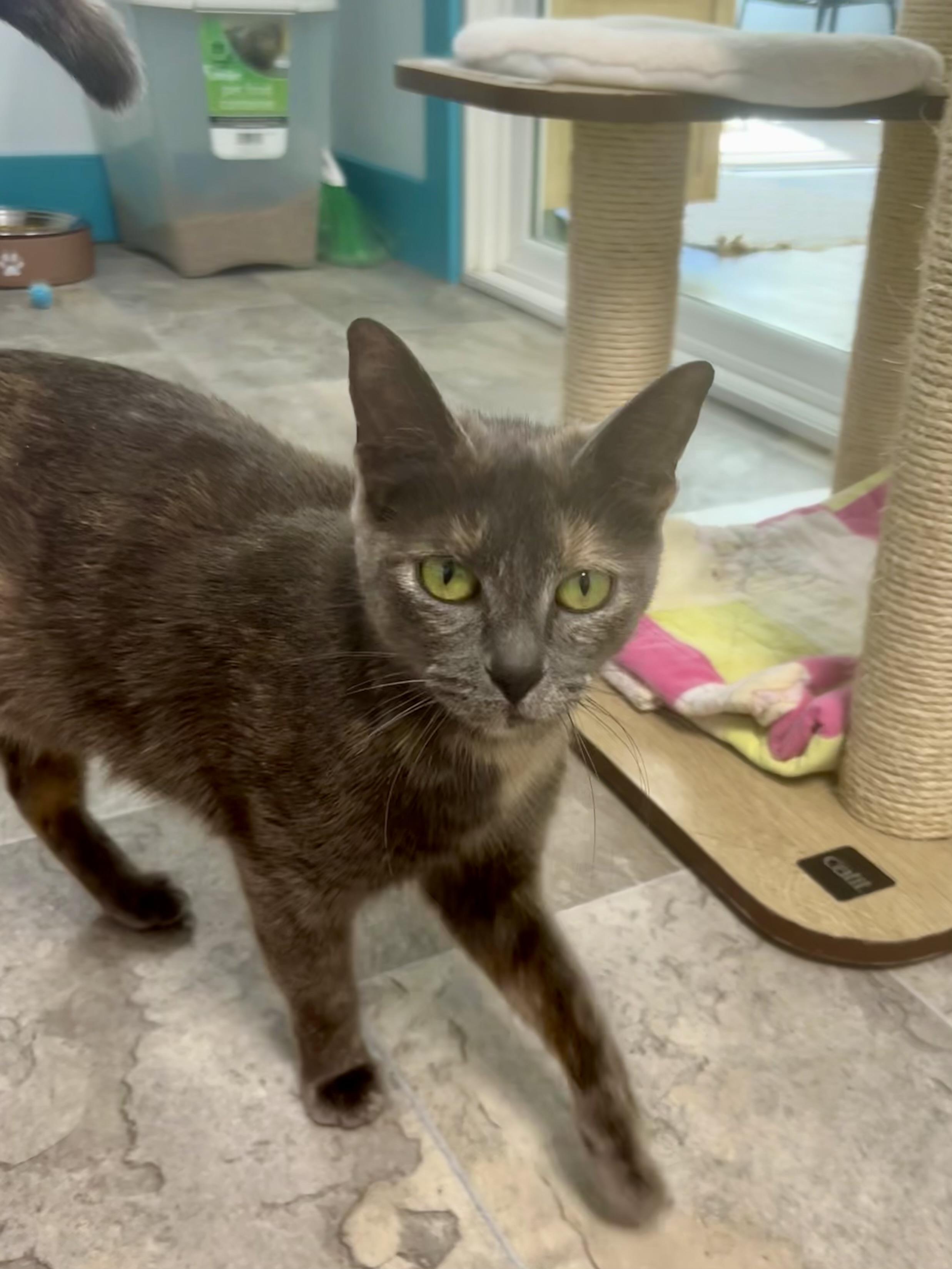 Enlarge Desiree, an adopted Dilute Tortoiseshell in Grand Rapids, MI image 6/6