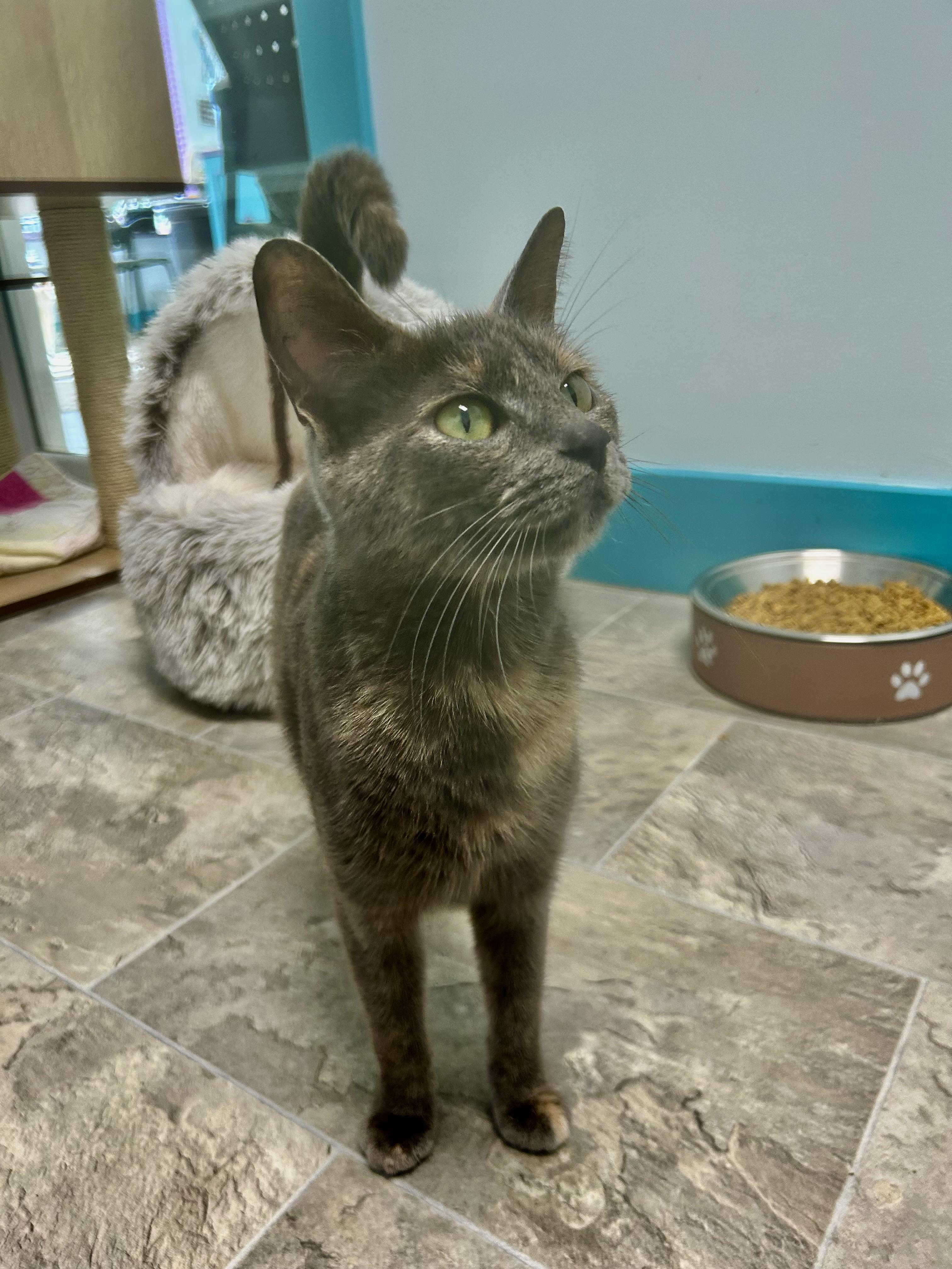 Enlarge Desiree, an adopted Dilute Tortoiseshell in Grand Rapids, MI image 5/6