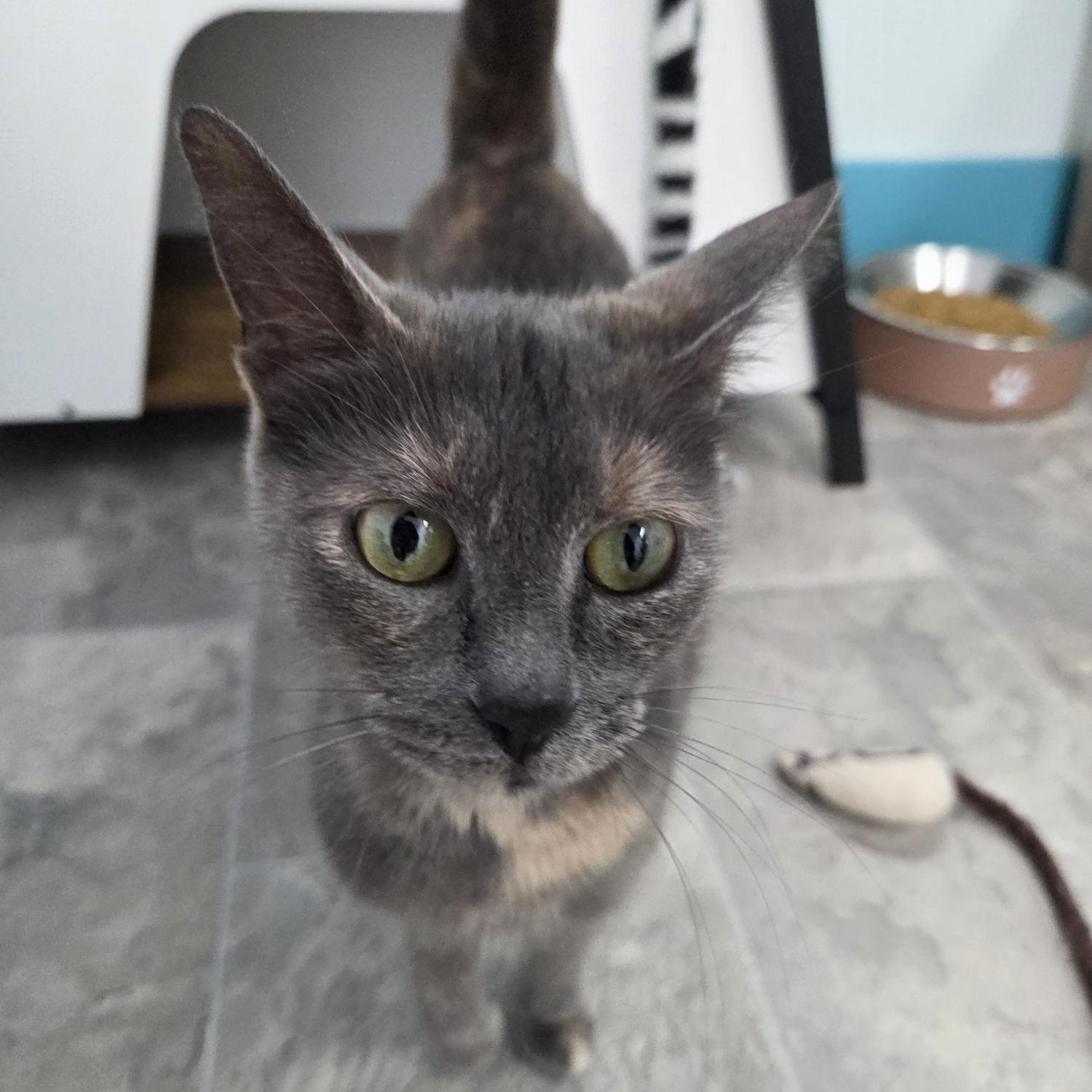 Desiree, adopted, Young Female Dilute Tortoiseshell.