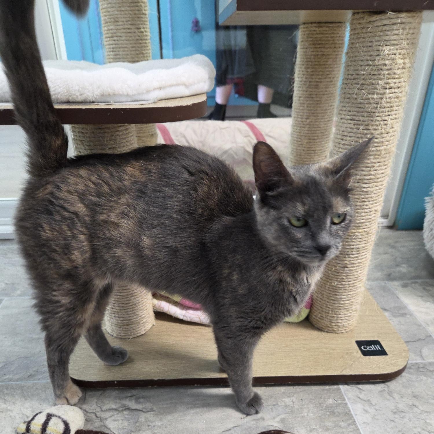 Enlarge Desiree, an adopted Dilute Tortoiseshell in Grand Rapids, MI image 3/6