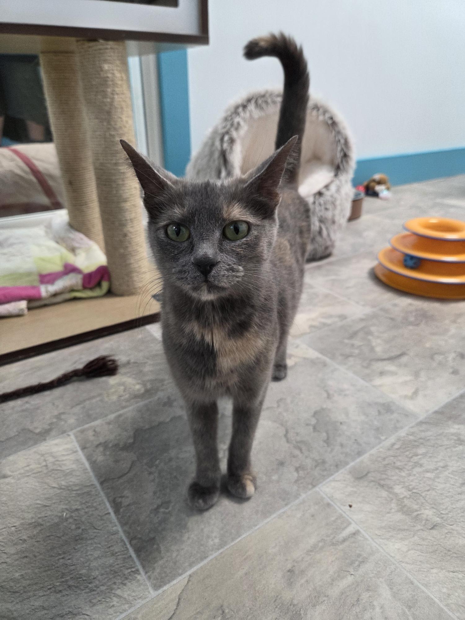 Enlarge Desiree, an adopted Dilute Tortoiseshell in Grand Rapids, MI image 2/6