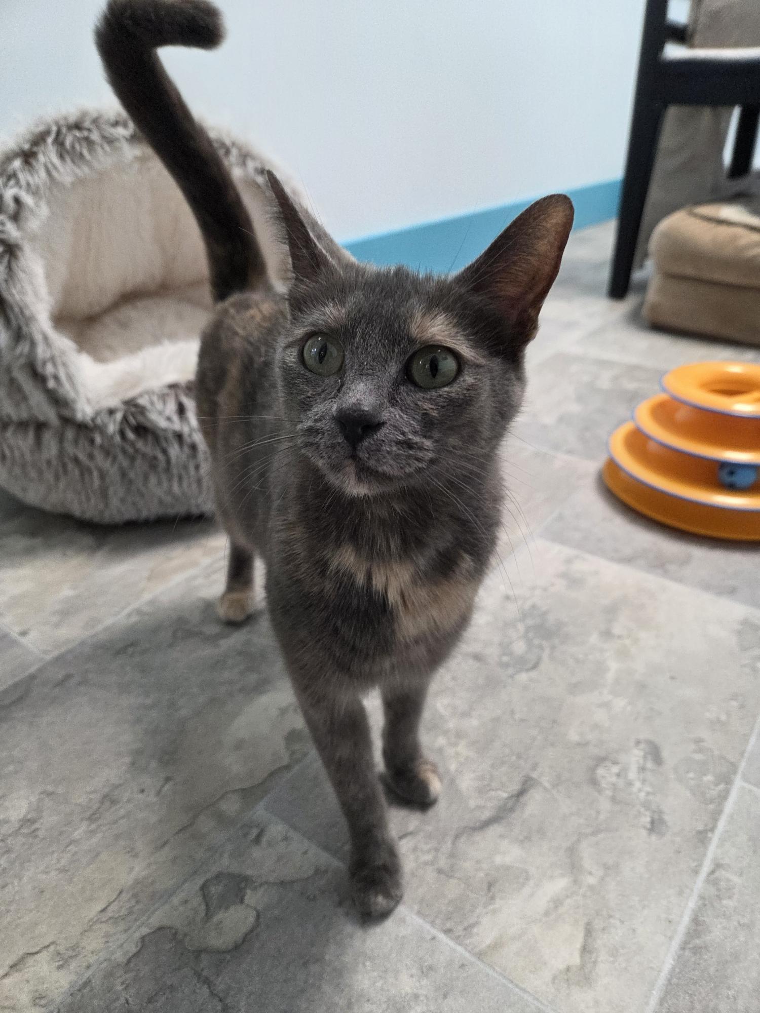 Enlarge Desiree, an adopted Dilute Tortoiseshell in Grand Rapids, MI image 4/6