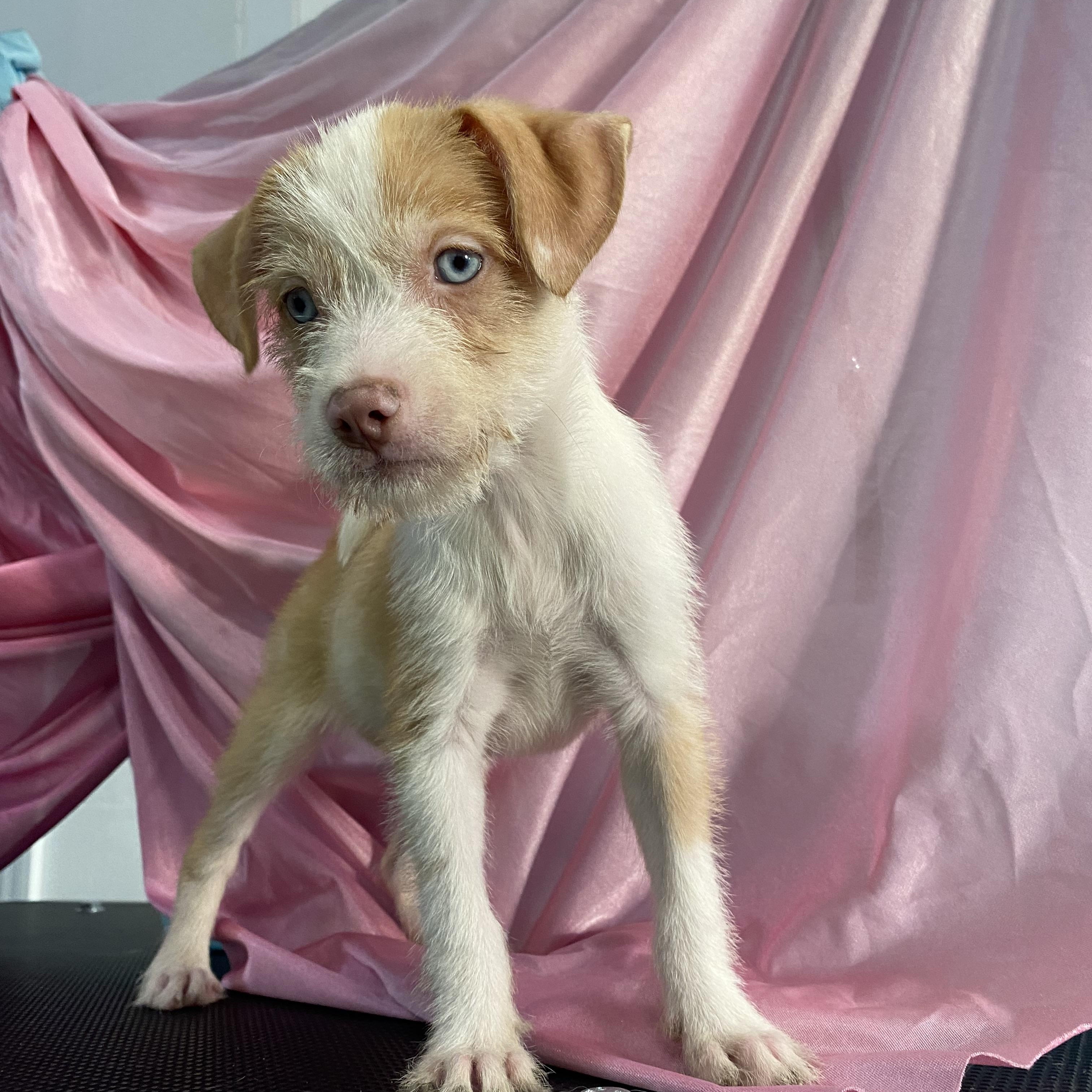 Punky, Adopted, Puppy Female Chihuahua & Jack Russell Terrier.