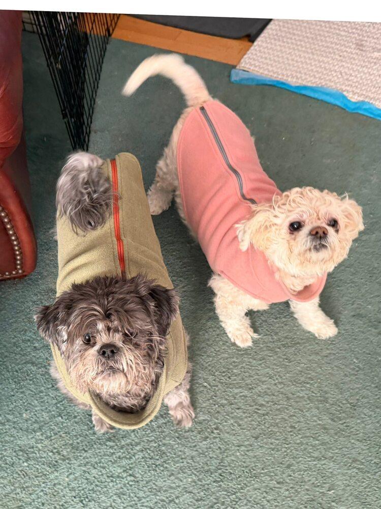 Enlarge Meiko BONDED TO HONEY, a Adoptable Shih Tzu in Huntington, NY image 1/5