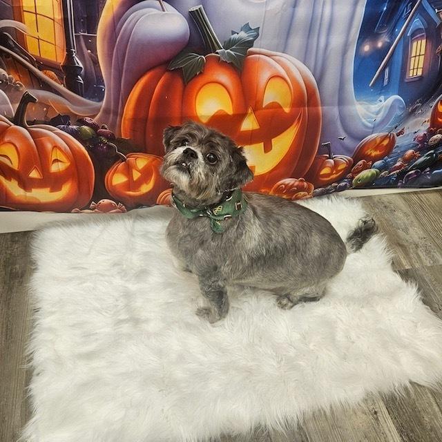 Meiko BONDED TO HONEY, a Adoptable Shih Tzu in Huntington, NY image 1/3