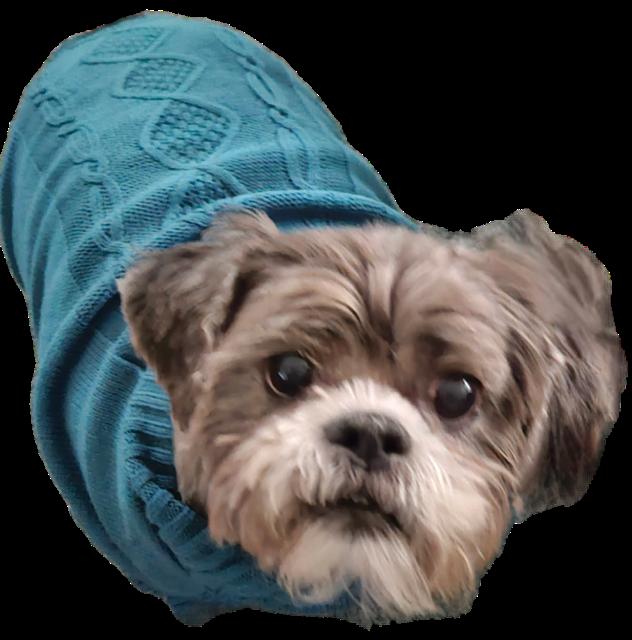 Meiko BONDED TO HONEY, a Adoptable Shih Tzu in Huntington, NY image 2/3