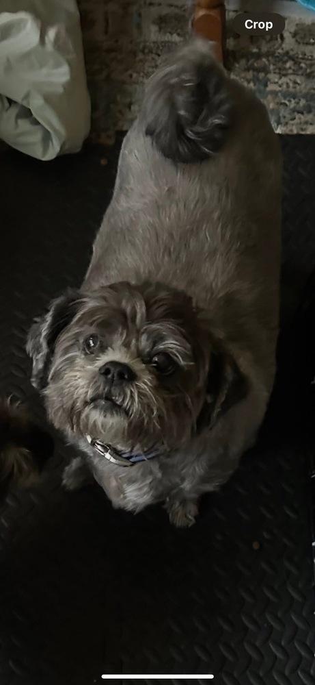 Meiko BONDED TO HONEY, a Adoptable Shih Tzu in Huntington, NY image 3/3