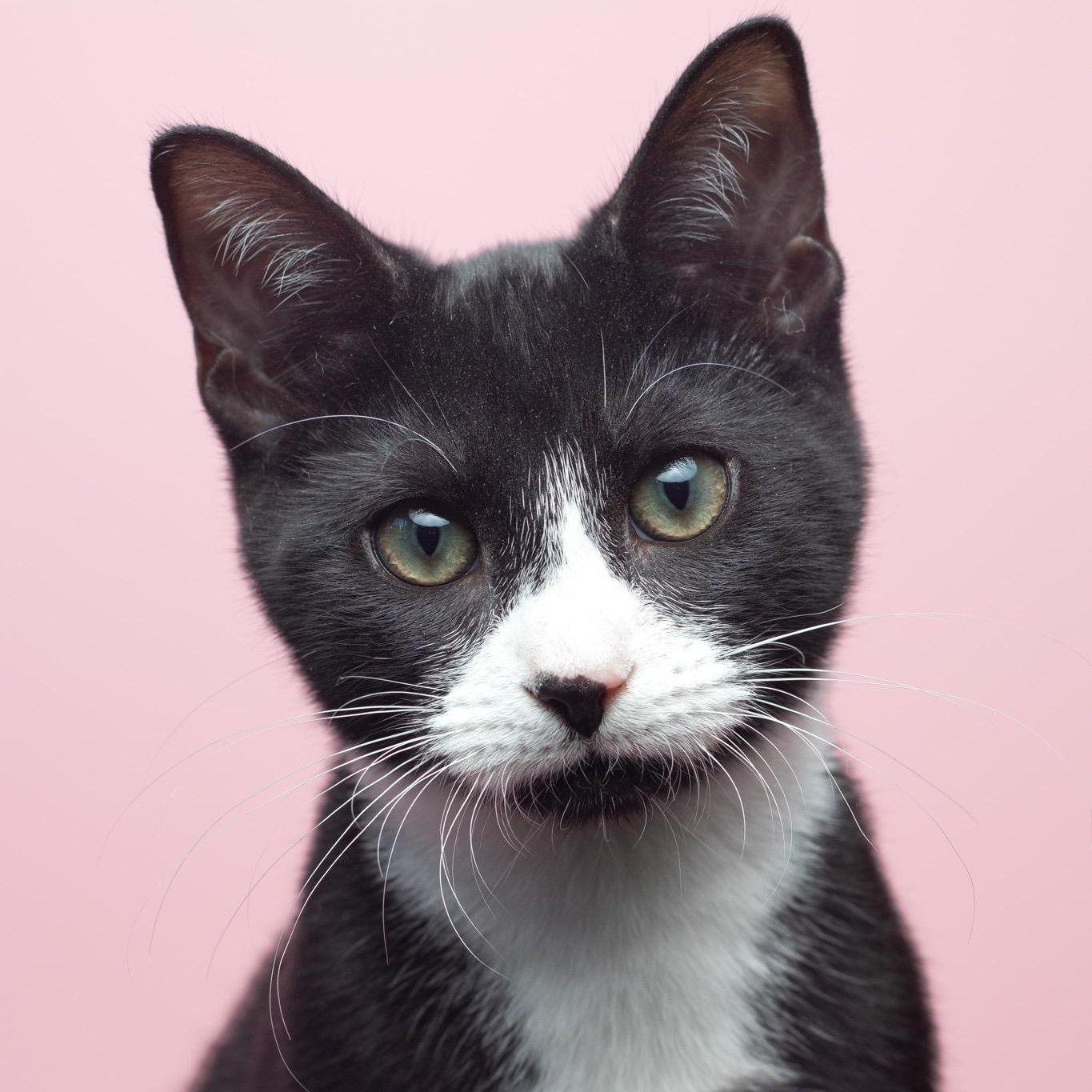 Boots at Fat Cat Cafe, ADOPTABLE, Kitten Male Domestic Short Hair.