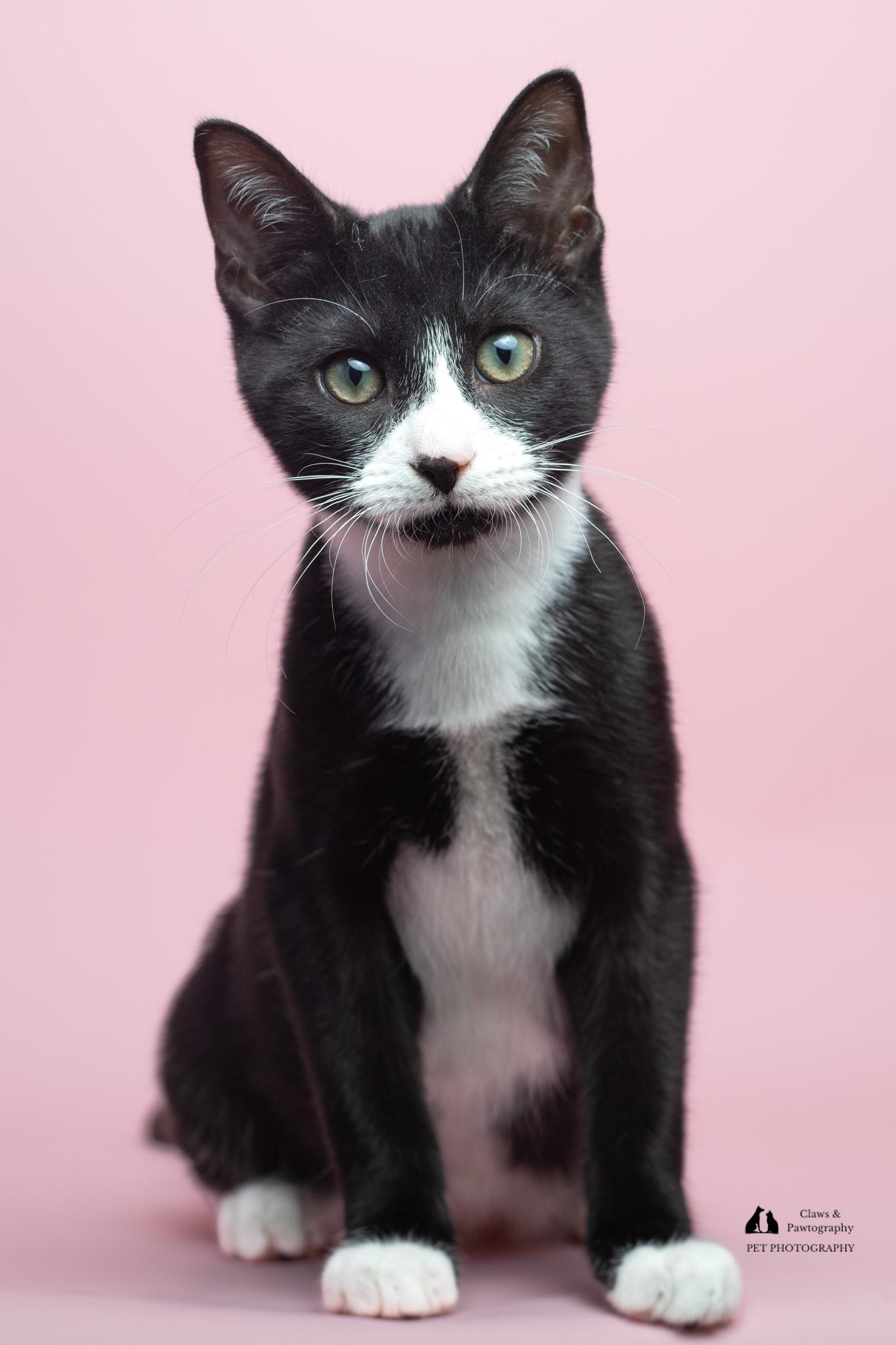 Enlarge Boots at Fat Cat Cafe, a ADOPTABLE Domestic Short Hair in Tallahassee, FL image 4/5