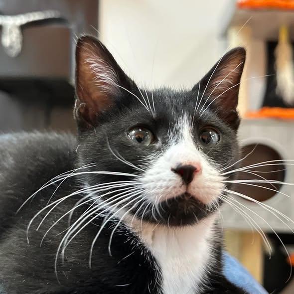 Enlarge Boots at Fat Cat Cafe, a ADOPTABLE Domestic Short Hair in Tallahassee, FL image 3/5
