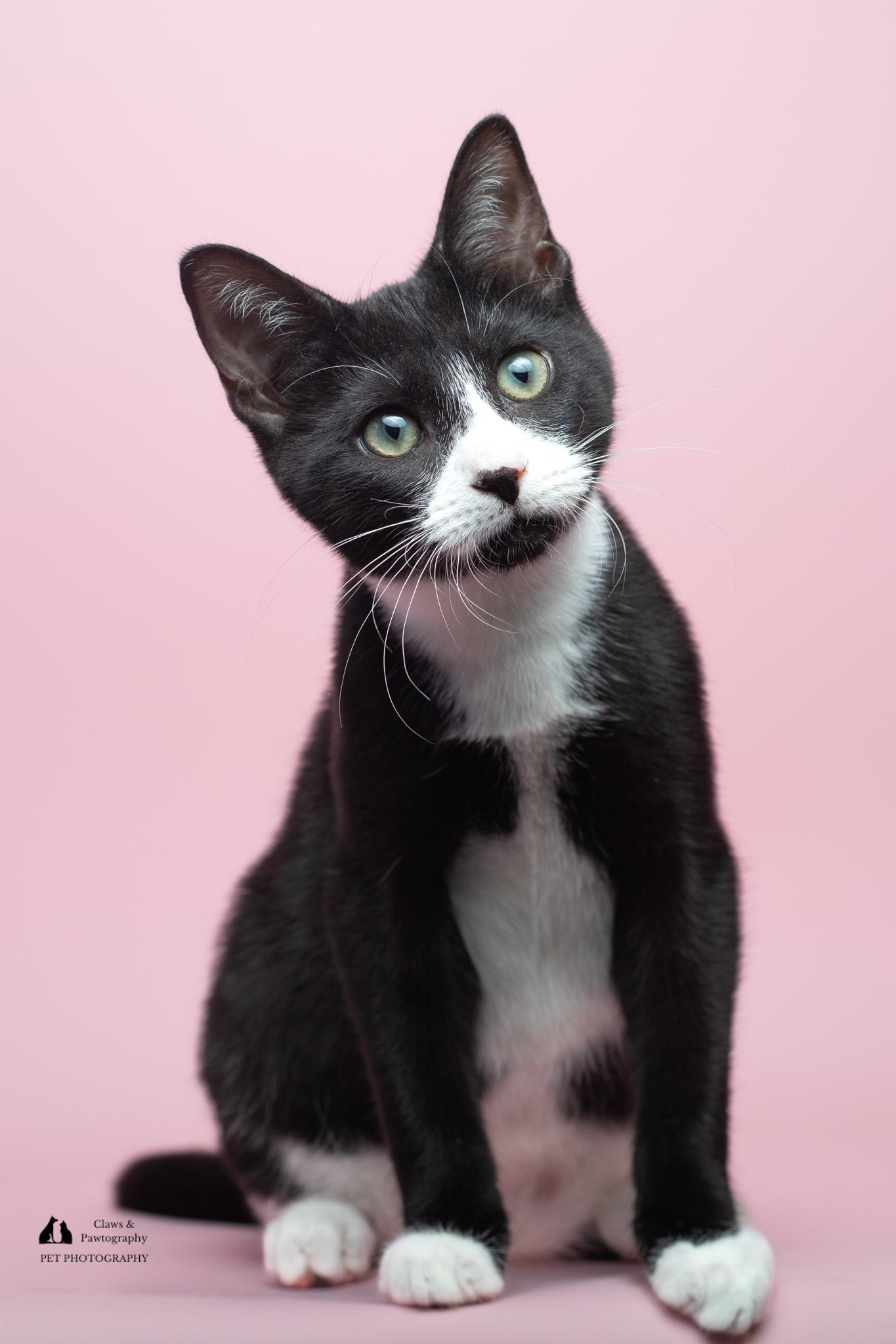Enlarge Boots at Fat Cat Cafe, a ADOPTABLE Domestic Short Hair in Tallahassee, FL image 5/5
