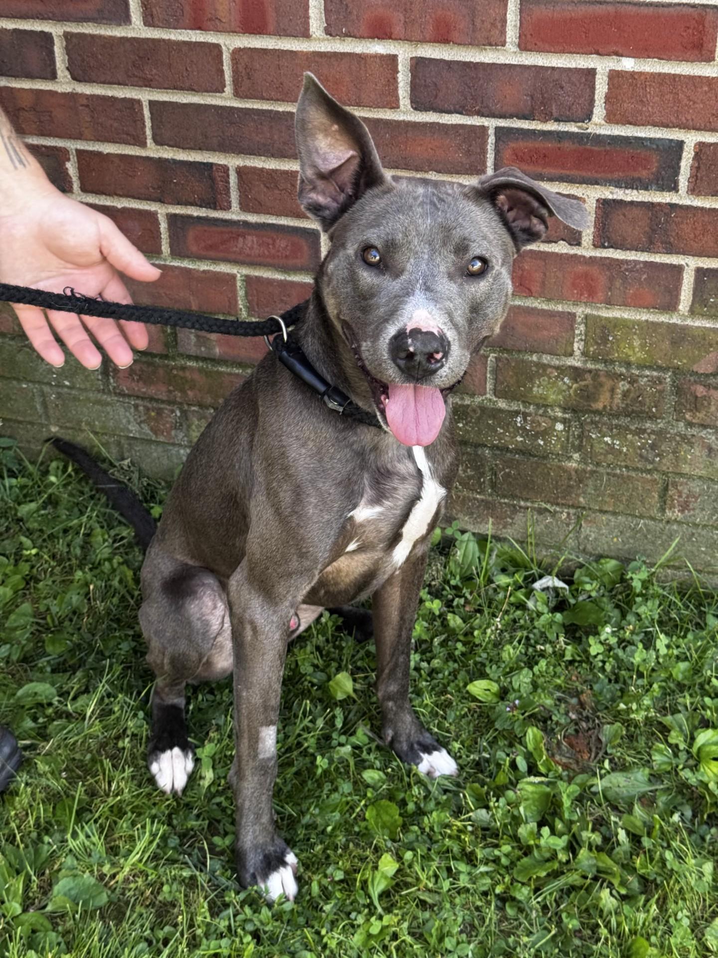 Diesel, Adoptable, Adult Male Mixed Breed.