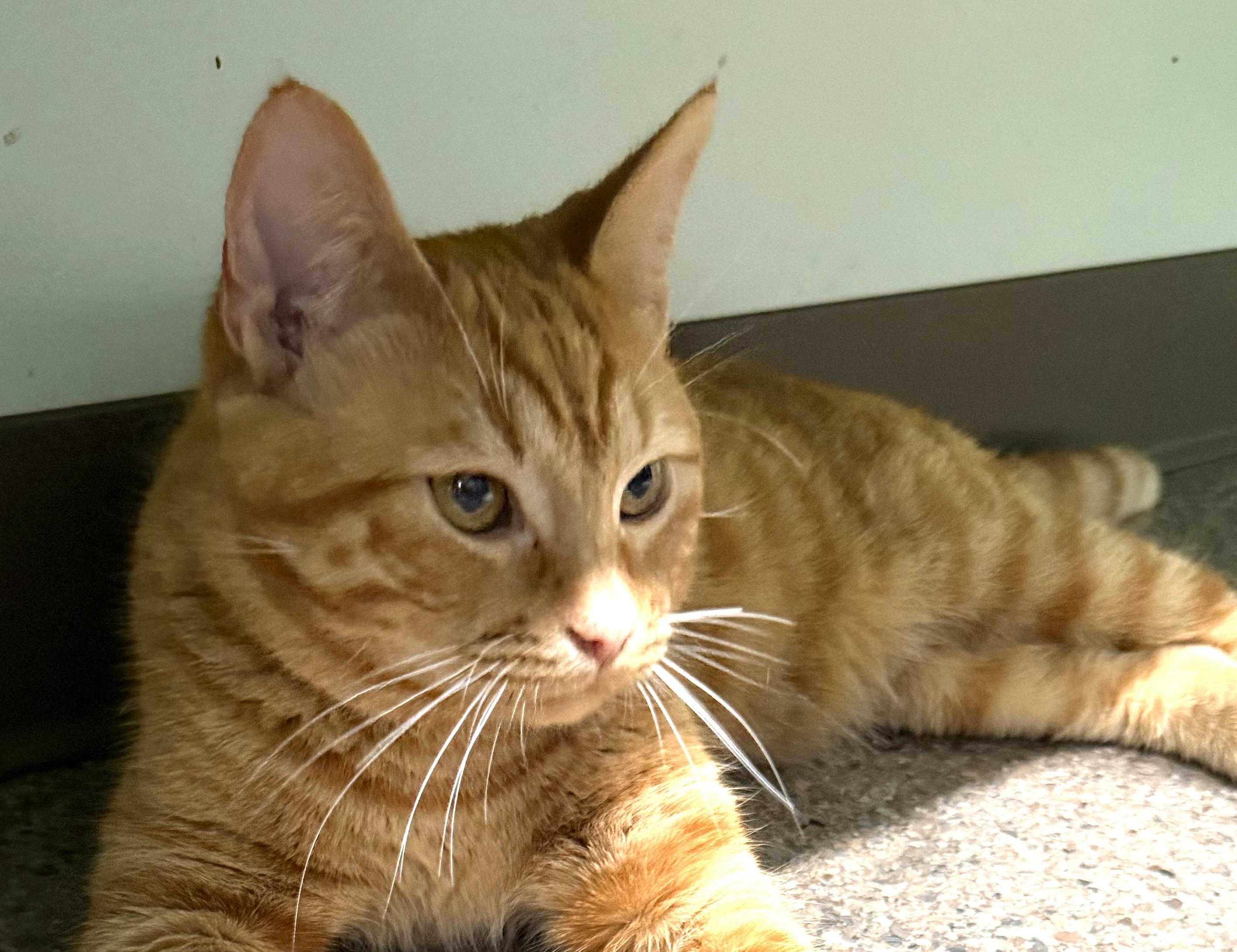 Enlarge Basil, an adopted Domestic Short Hair in Sault Sainte Marie, MI image 6/6