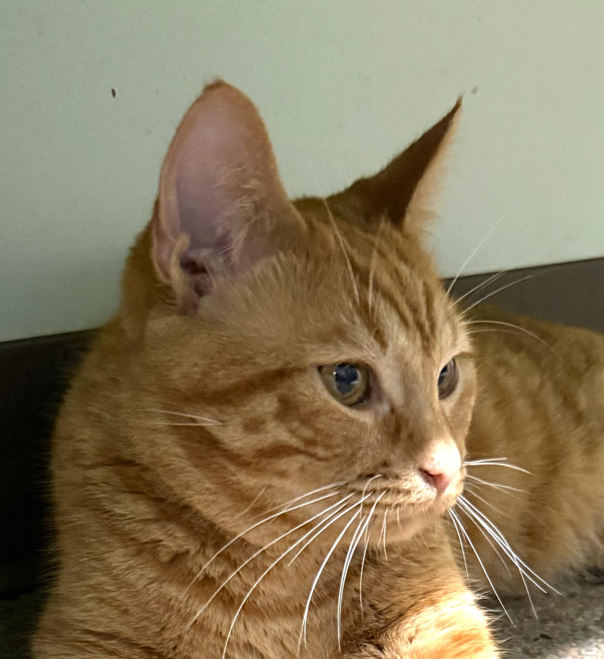 Enlarge Basil, an adopted Domestic Short Hair in Sault Sainte Marie, MI image 4/6