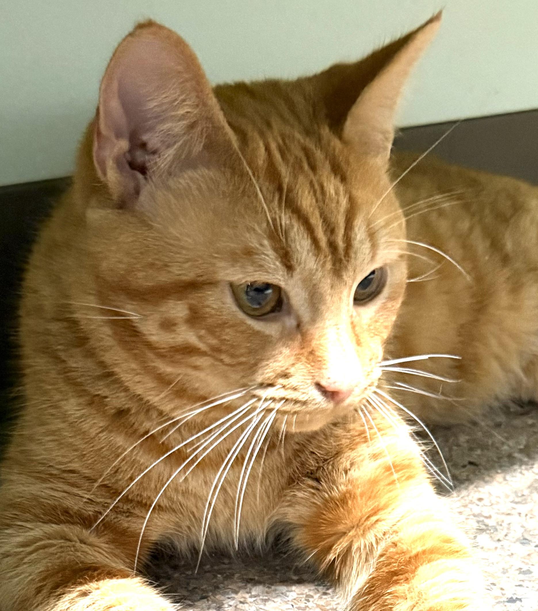 Basil, adopted, Young Male Domestic Short Hair.