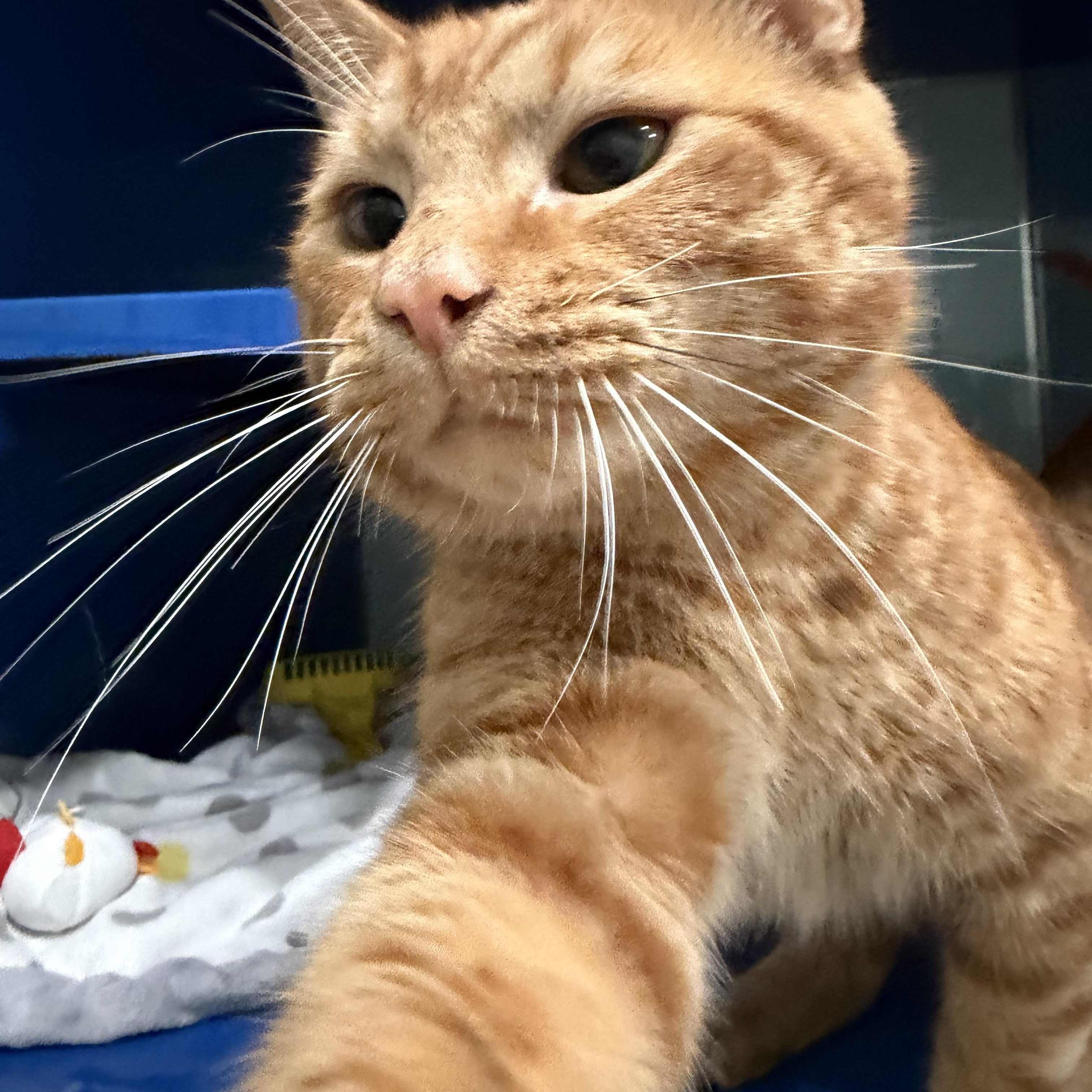 Enlarge Basil, an adopted Domestic Short Hair in Sault Sainte Marie, MI image 3/6